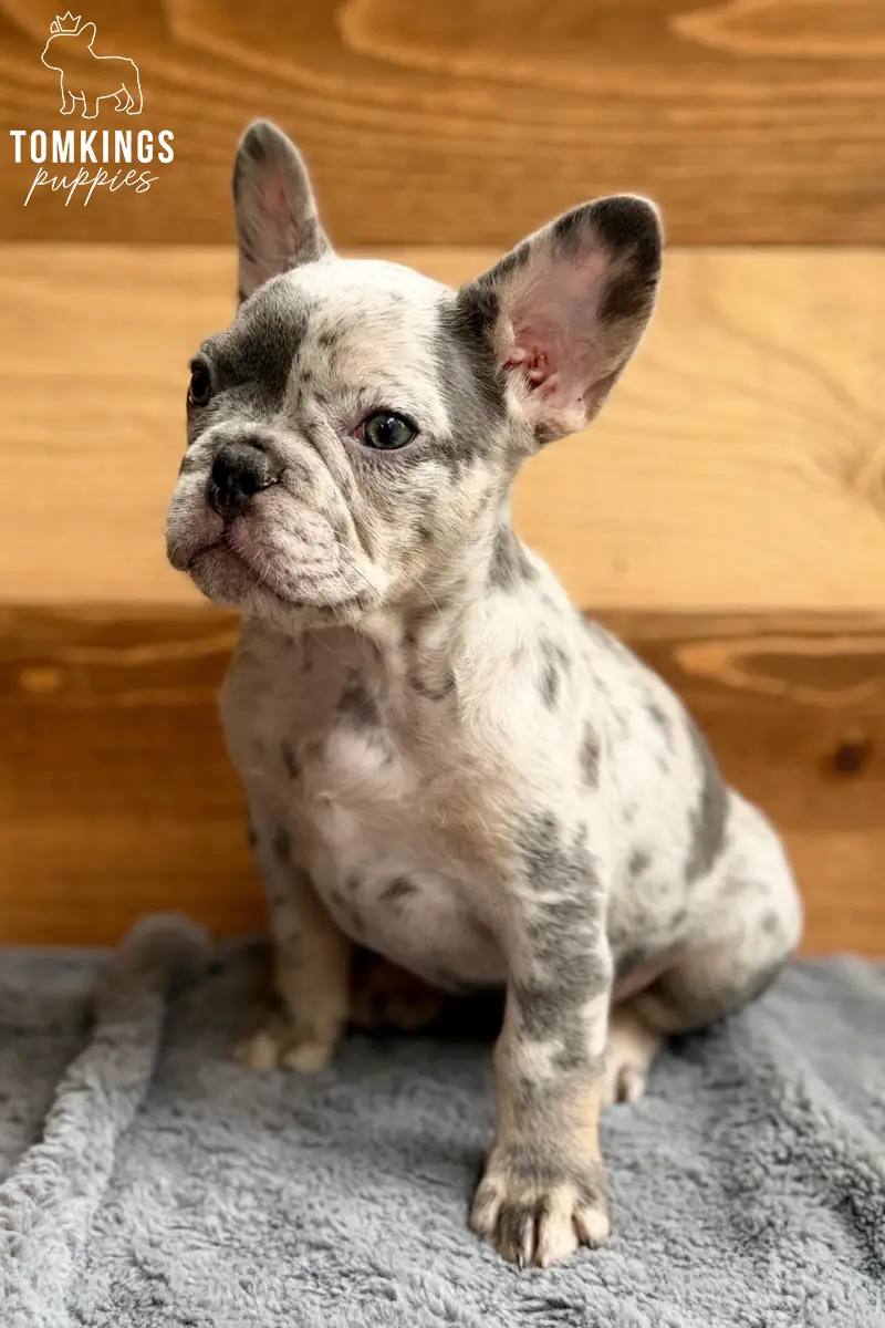 Agnus - French Bulldog puppy