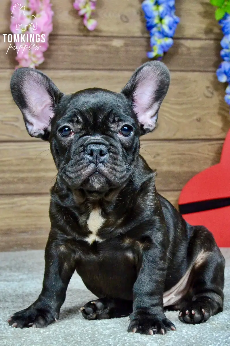Leo - French Bulldog puppy