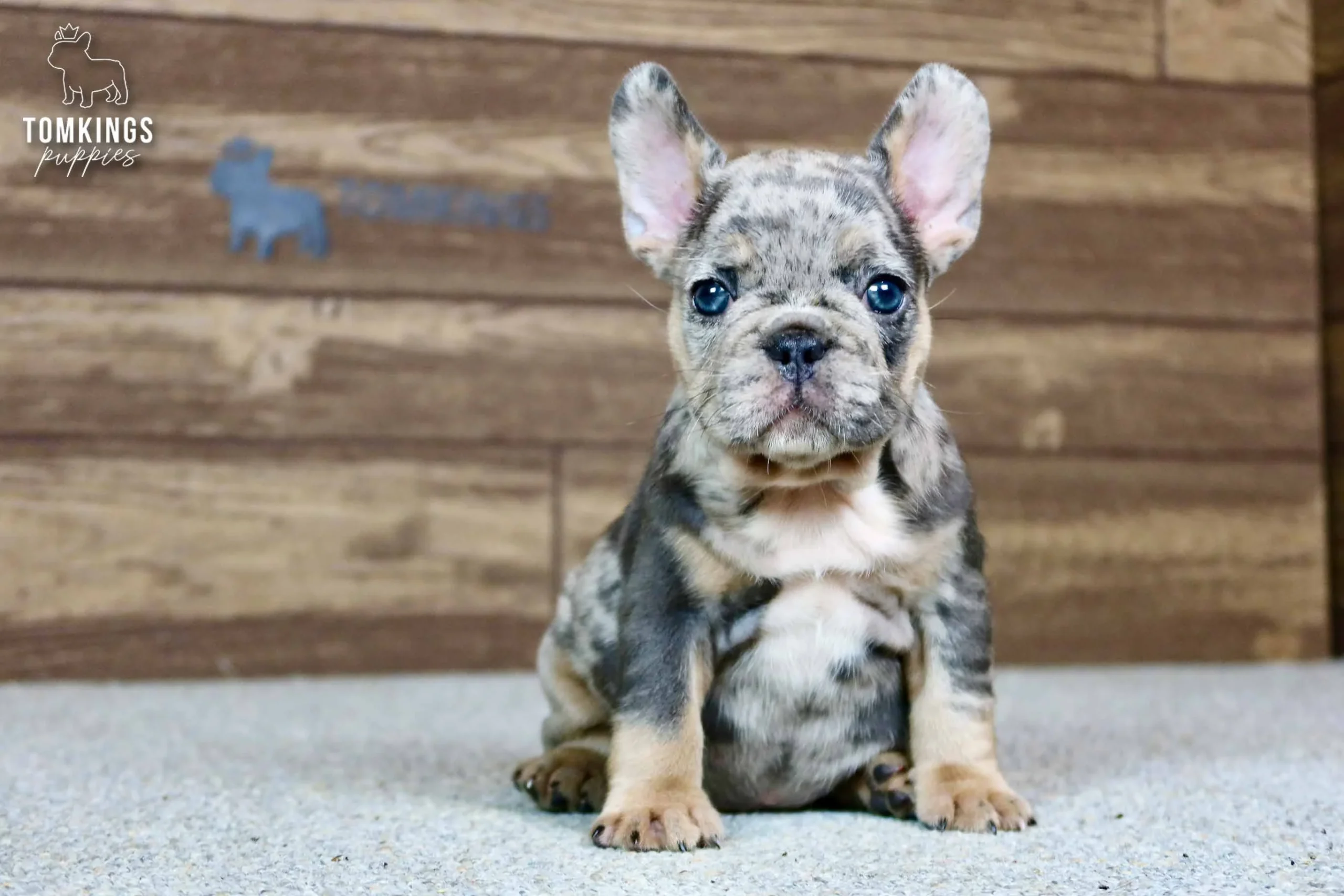 Norah - French Bulldog puppy