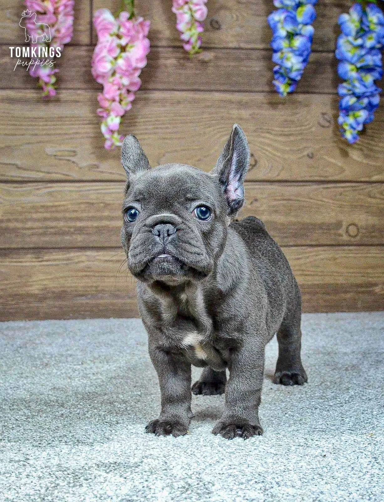 Ozzy - French Bulldog puppy