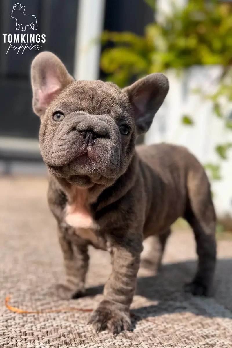 Papa - French Bulldog puppy