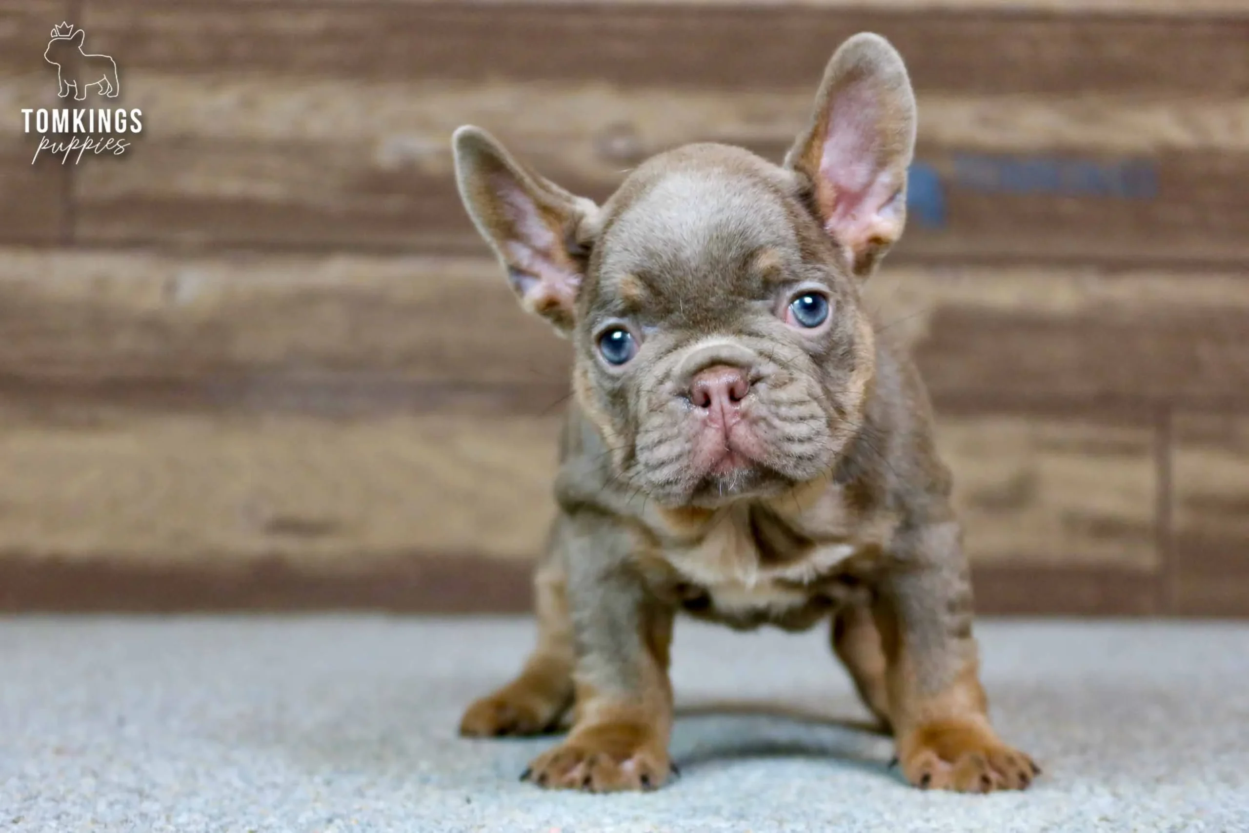 Petra - French Bulldog puppy
