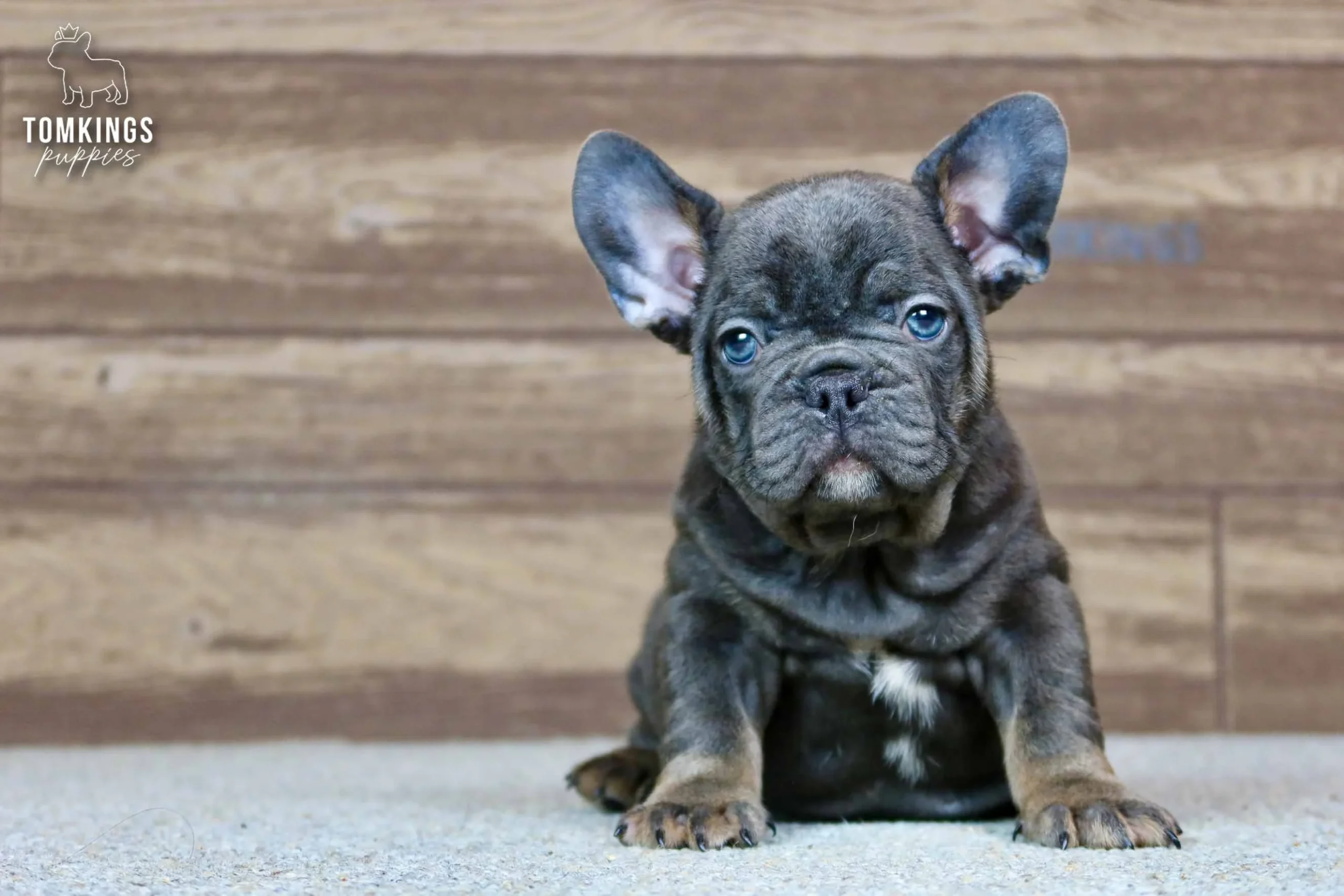 Raymond - French Bulldog puppy