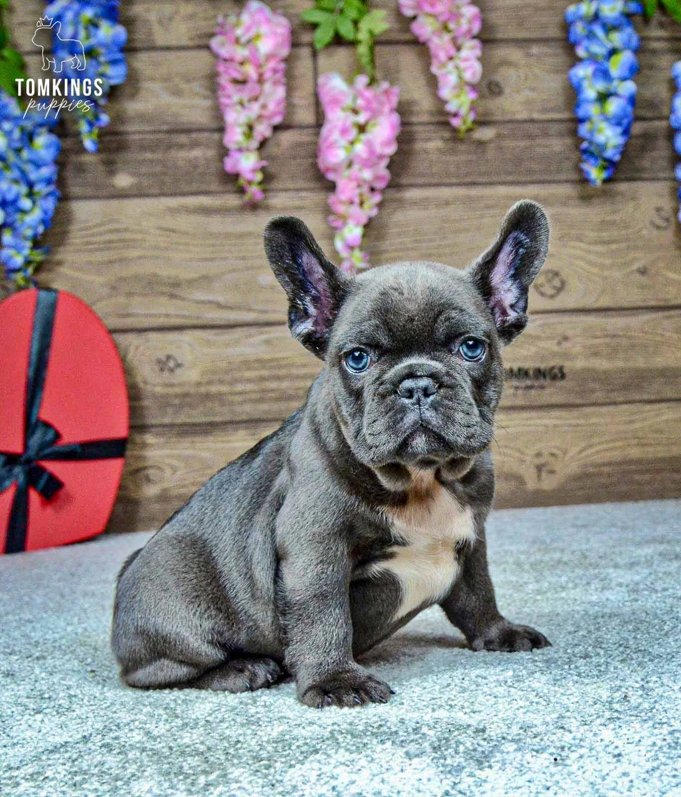 Venom - French Bulldog puppy