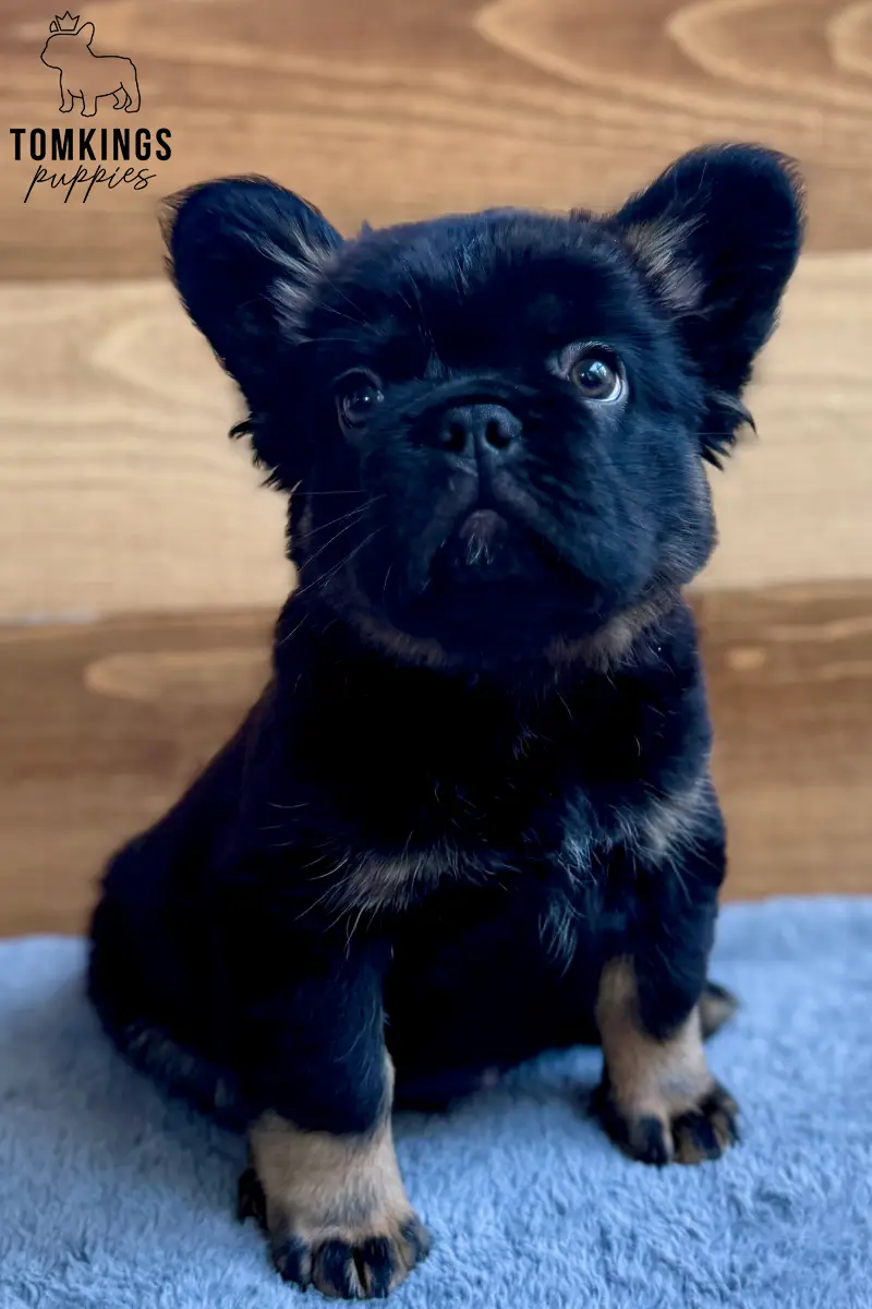 Yup Nub - French Bulldog puppy